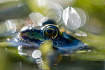 BB 15 0557 / Pelophylax esculentus / Hybridfrosk